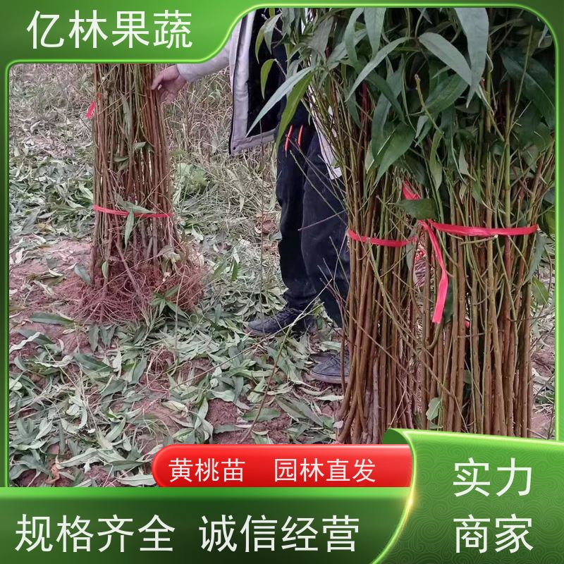 基地培育 黄桃苗 晚熟品种桃 口感脆甜 易栽培桃树苗