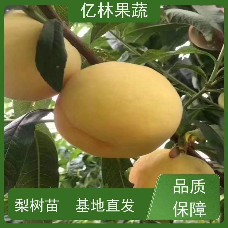 基地供应 秋彤桃 三公分现挖现发 品种齐全 果实饱满味道好