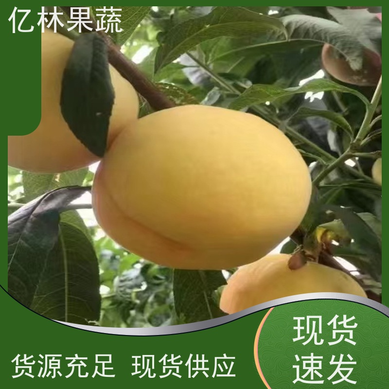 基地培育 园林嫁接桃苗 盆栽地栽庭院桃树苗苗 成活率高