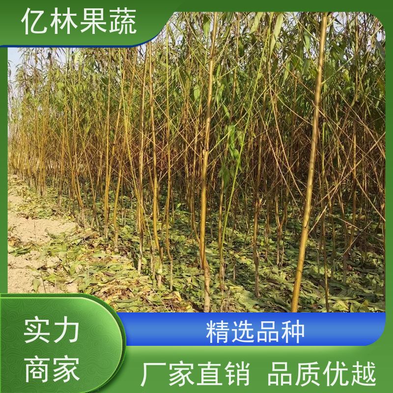 基地供应 晚熟桃树苗 特产果树桃幼苗 根系饱满成活率高
