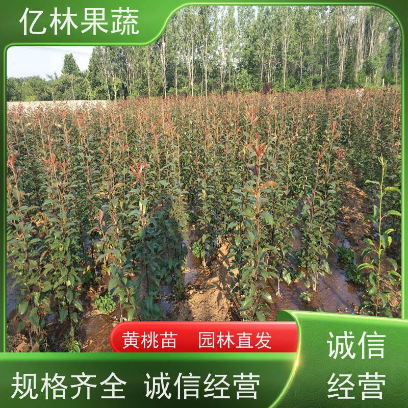 亿林苗木 油桃苗 晚熟品种桃 口感脆甜 果实饱满味道好