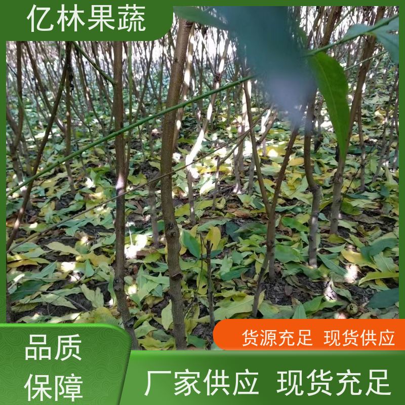 基地培育 黄桃苗 桃树果苗批发 自家园林 果实饱满味道好
