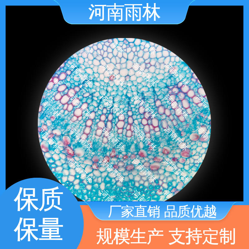 雨林教育 个性化定做 实验切片 细胞清晰 可定制