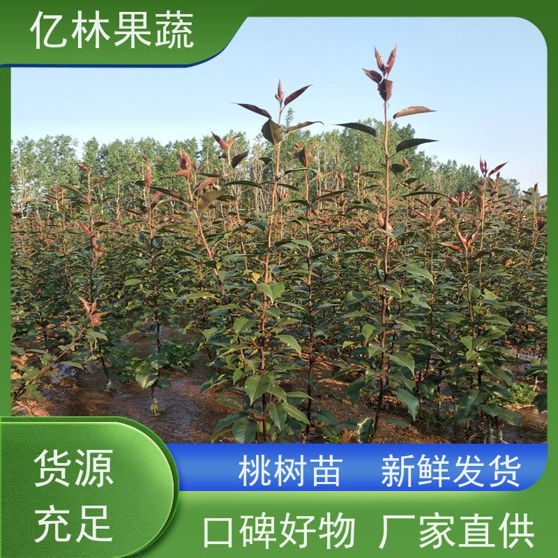 亿林苗木 晚熟桃树苗 现挖现发新鲜 粗两公分 根系饱满成活率高
