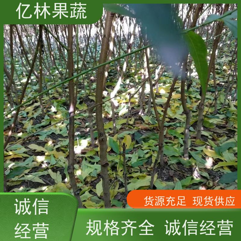 基地供应 晚熟桃树苗 嫁接技术指导 抗寒能力强 成活率高