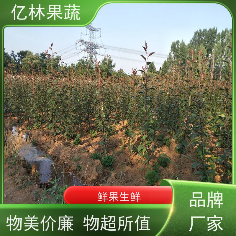 亿林苗木 油桃苗 桃树果苗批发 自家园林 成活率高