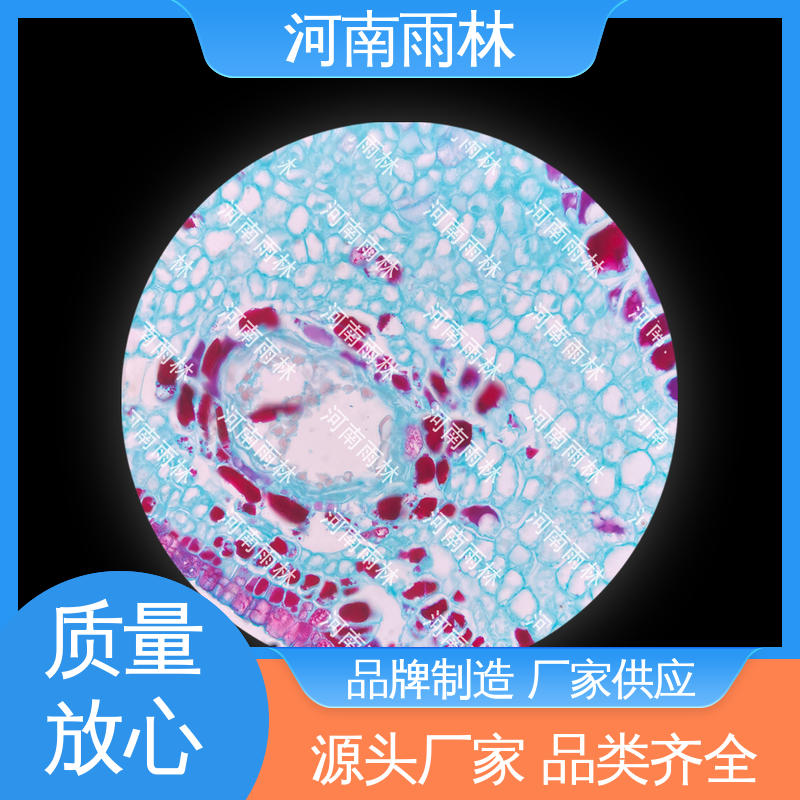 雨林教育 颜色鲜亮 个性化定做 显微切片 性价比高