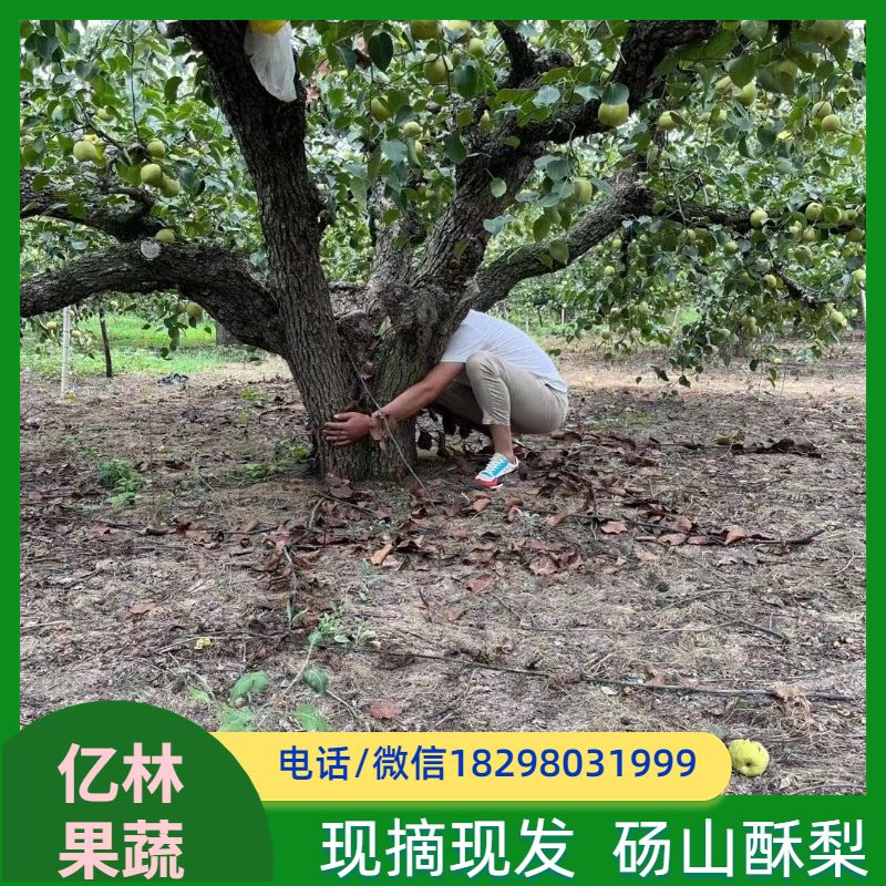 基地培育 丰水梨树苗 果实饱满味道好 新农酥梨 现挖现发