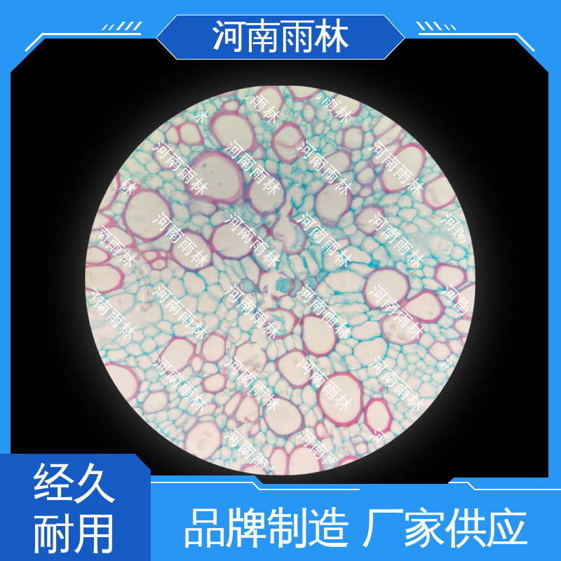雨林教育 实验标本 源头工厂 性价比高 一对一质检