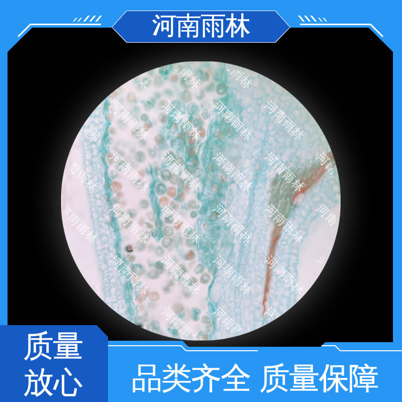 雨林教育 可定制 个性化定做 细胞清晰 植物标本