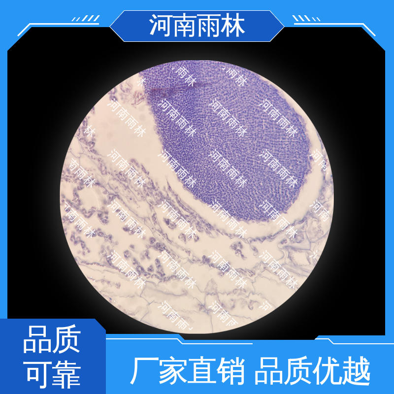 雨林教育工程 颜色鲜亮 实验切片 售后无忧 支持定制