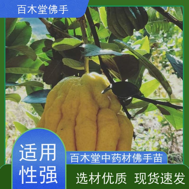 百木堂道路绿化行道苗中药材佛手苗种植枝叶紧密 生长迅速