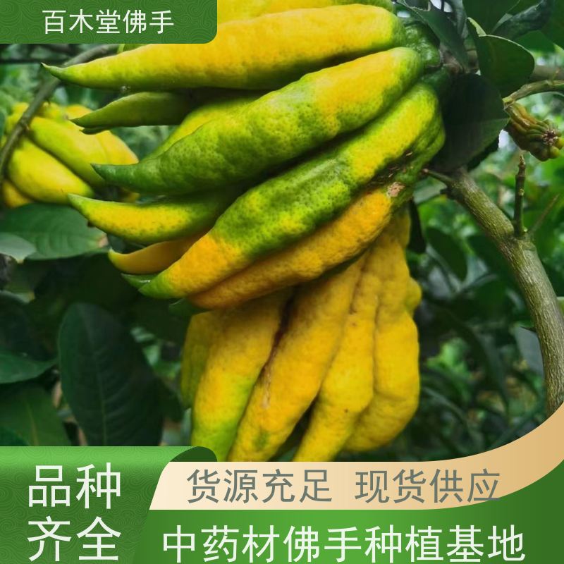 百木堂园林景区栽植玄胡种植植株茂密 规格齐全