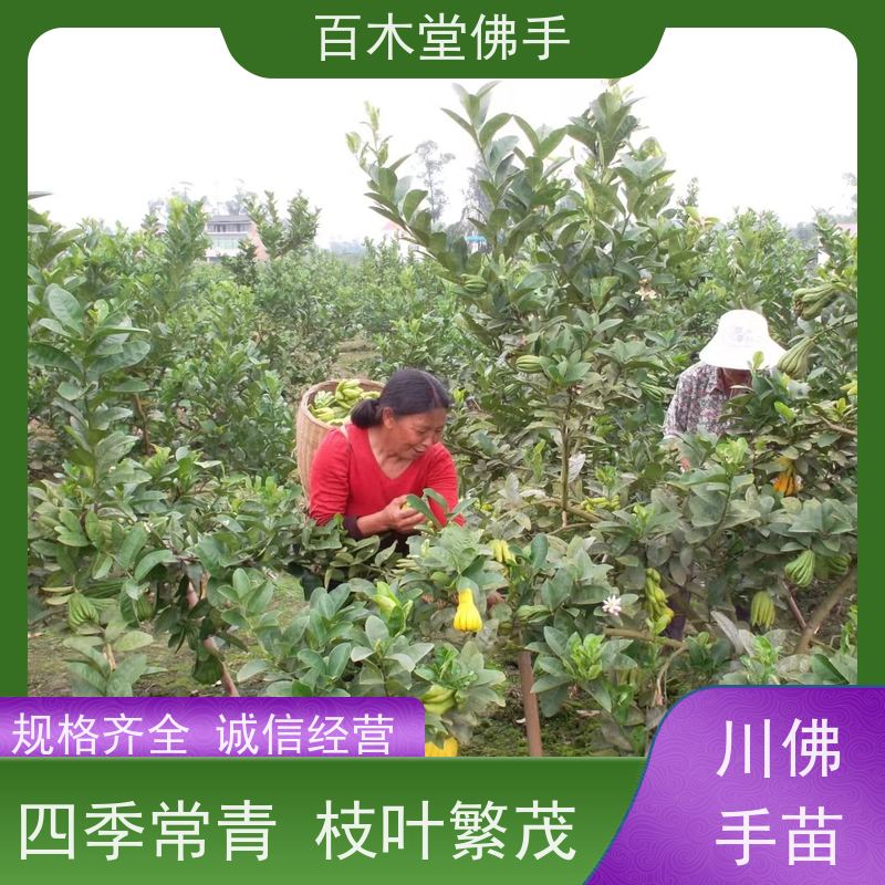 百木堂城市景观绿化树 前胡种植易成活较耐干旱