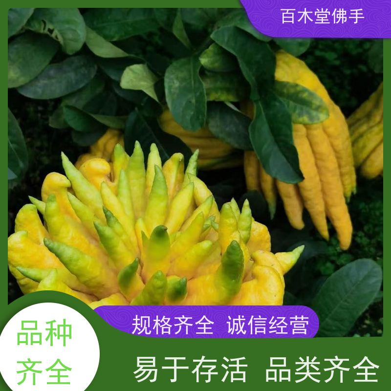 百木堂中药材种植基地 梁 平佛手苗观赏植物 成活率高