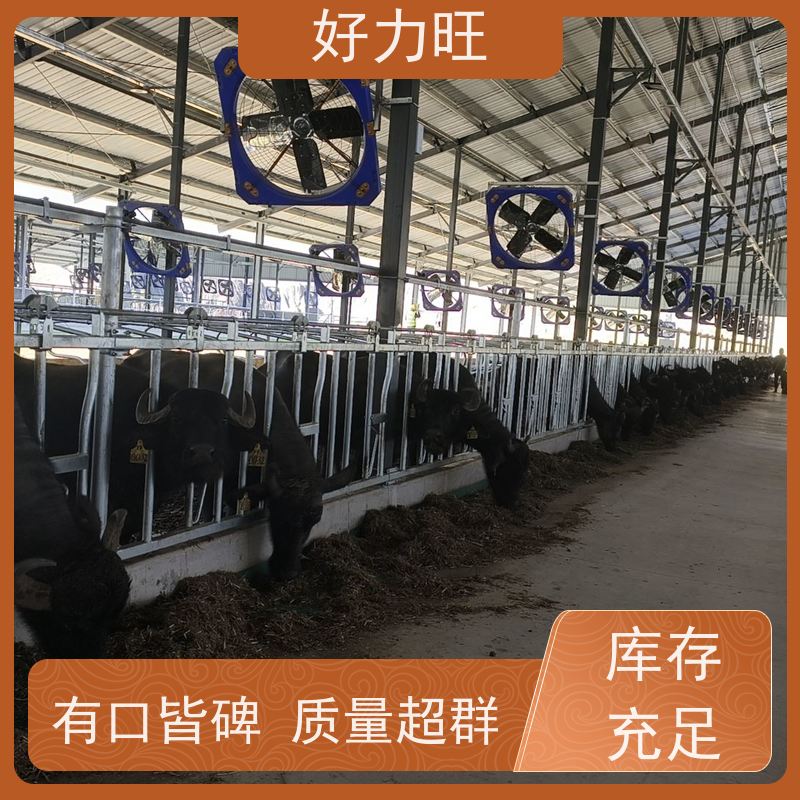 好力旺 畜牧养殖饲喂 规范采食时间 防止抢食自锁式牛颈枷定架