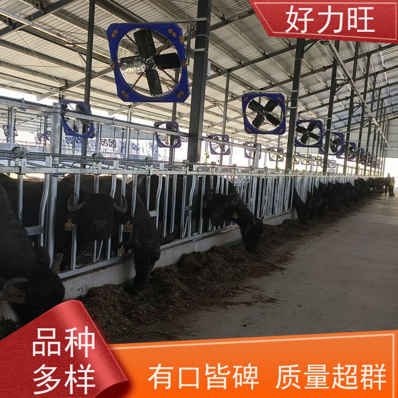 好力旺全新热镀锌牛颈枷配件齐全牛颈夹防锈一次成型坚固耐用