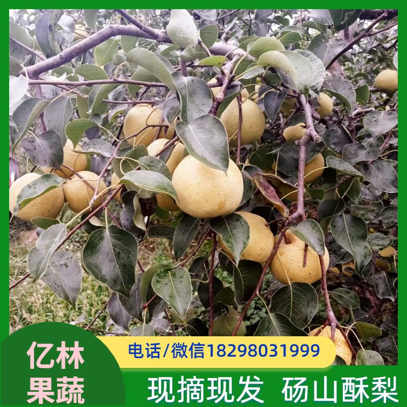 基地供应 丰水梨树苗 果实饱满味道好 晚熟品种梨 口感脆甜