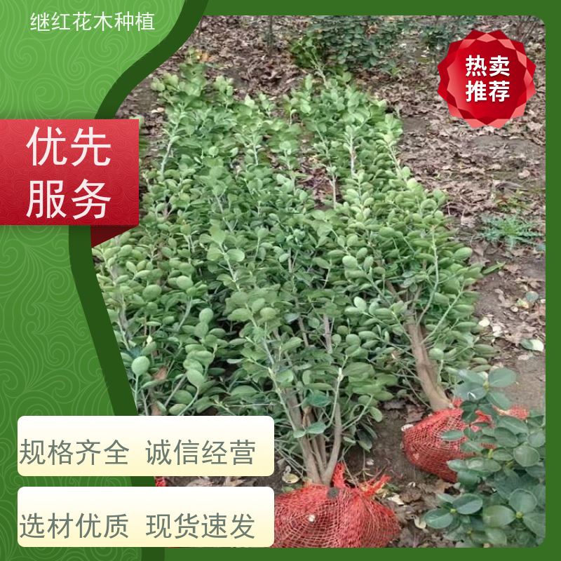 北海道黄杨 色彩斑斓 常用作绿篱 生长状态较为自然 