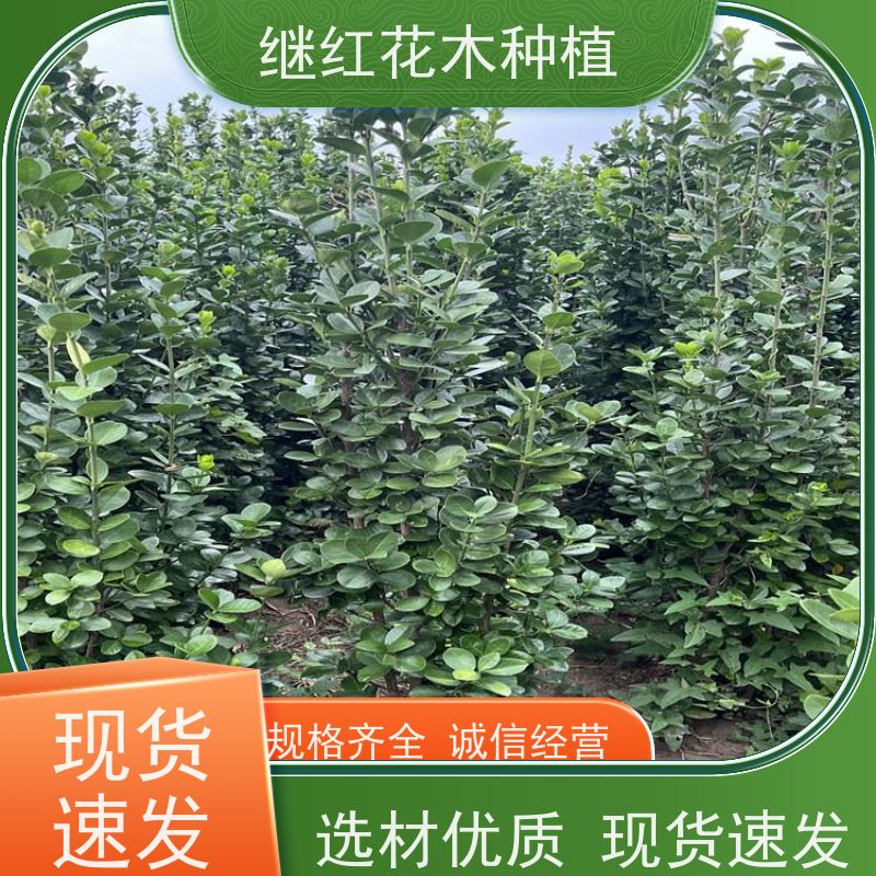 1米8高北海道黄杨 枝繁叶茂 易于形成竹林景观 提供舒适的生活空间 