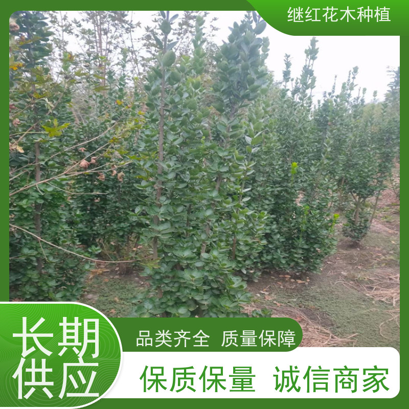 丛生北海道黄杨 城市公园 它耐修剪,易于造型 丰富的色彩变化 