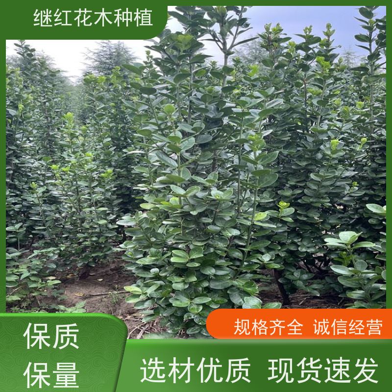 1米8高北海道黄杨 色彩斑斓 植于园路两旁 自然风格的园林 