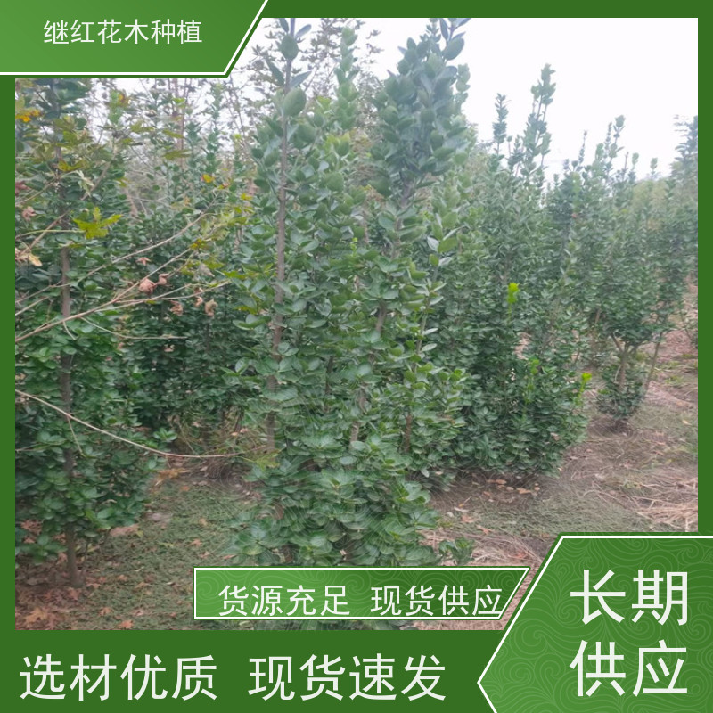 北海道黄杨 适应性广 耐修剪易塑形 园林的整体美观度和功能性 