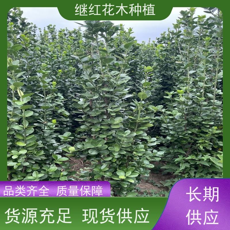 北海道黄杨 适应性广 生长速度快 丰富的色彩变化 