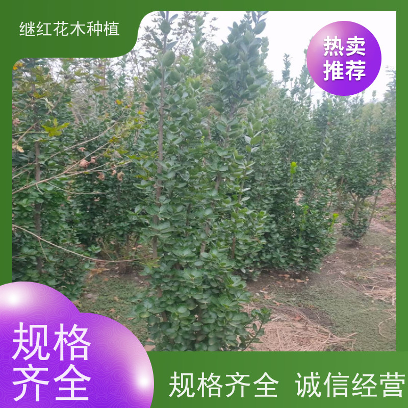 北海道黄杨 常绿灌木 颜色鲜绿且富有光泽 园林的整体美观度和功能性 