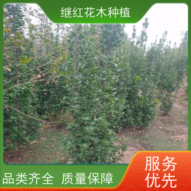 1米8高北海道黄杨 城市公园 植于园路两旁 提供舒适的生活空间 