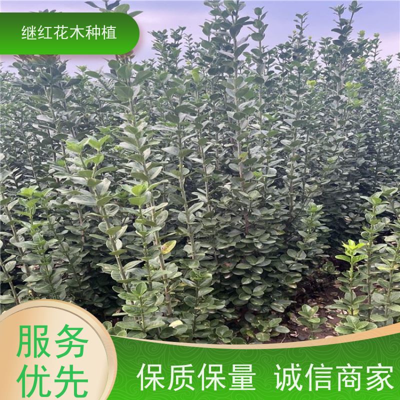 北海道黄杨 形态各异 它耐修剪,易于造型 自然风格的园林 