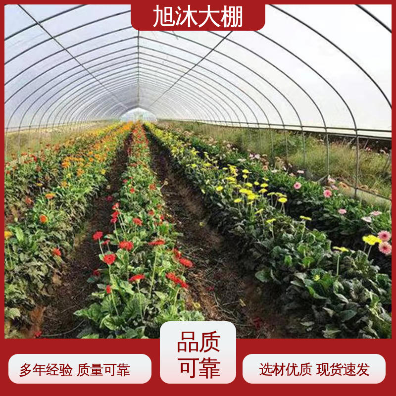 旭沐 蔬菜大棚 抗压能力强 优质耐用 连体薄膜温室大棚