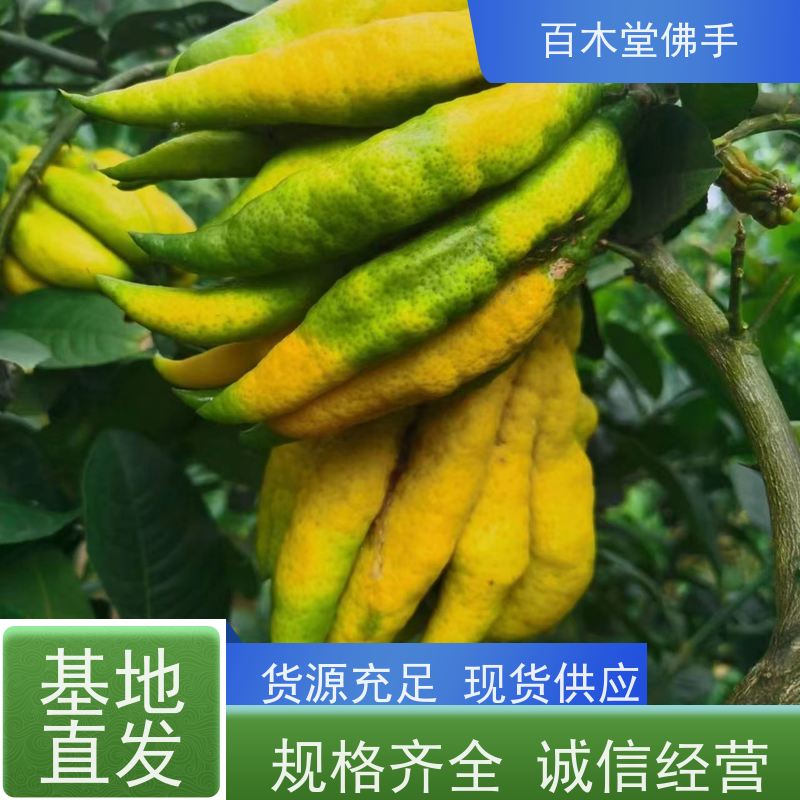 百木堂道路绿化行道苗中药材佛手苗种植高成活率 较耐干旱