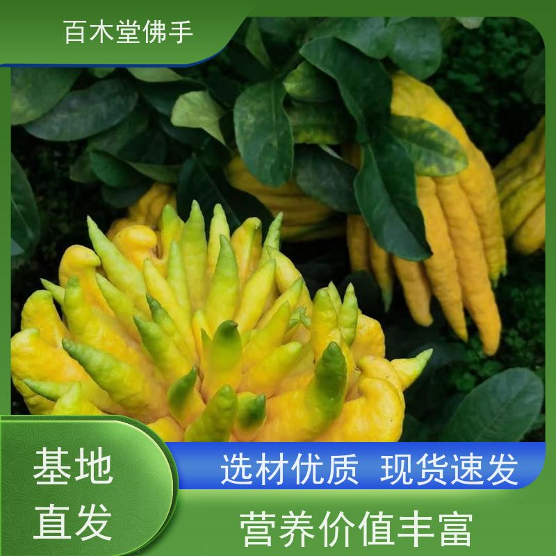百木堂道路绿化行道苗中药材佛手苗种植树形丰富 规格齐全