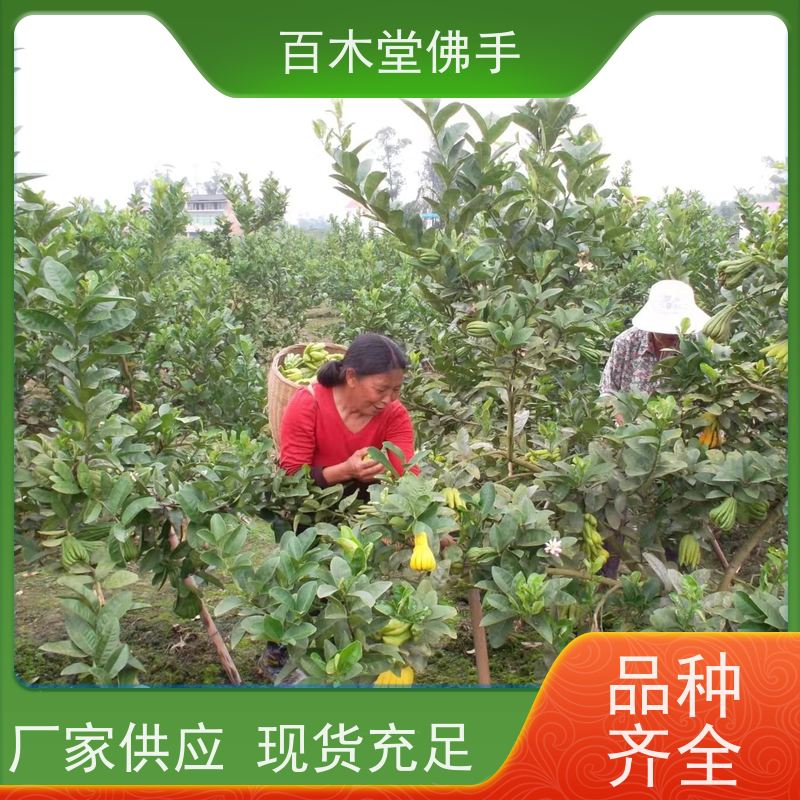 百木堂种苗基地直供川佛手苗枝叶紧密 成活率高