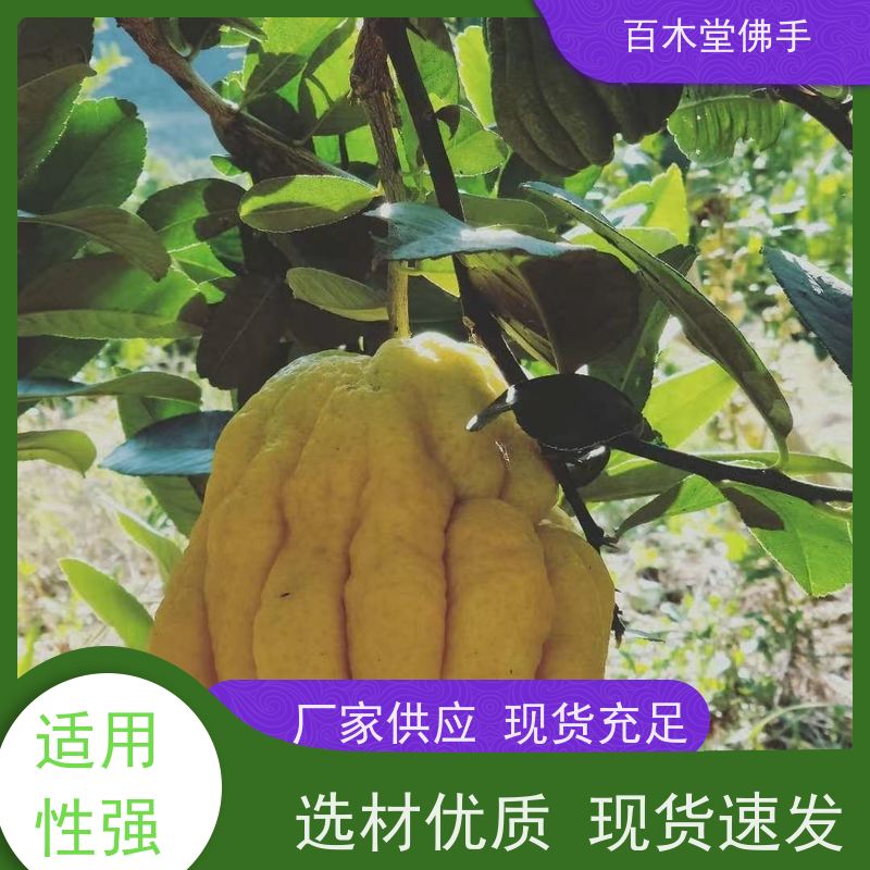 百木堂种苗基地直供中药材佛手种植枝叶紧密 用途广泛