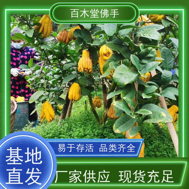 百木堂种苗基地直供川佛手苗树形丰富 成活率高