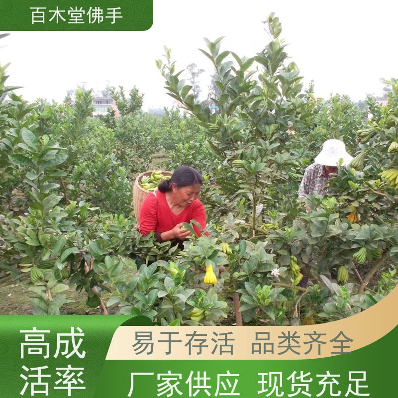 百木堂种苗基地直供黄精种植观赏植物 较耐干旱