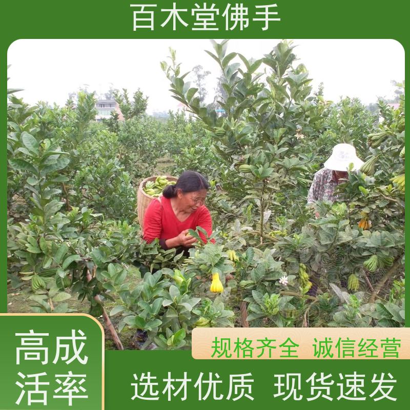 百木堂园林景区栽植中药材种植造型优美 成活率高