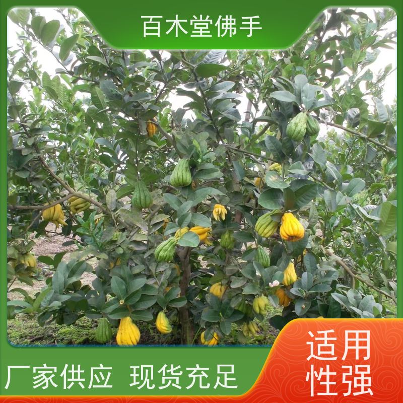 百木堂城市景观绿化树 玄胡种植植株茂密 规格齐全