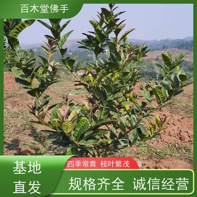 百木堂道路绿化行道苗良种佛手苗造型优美 附加值高