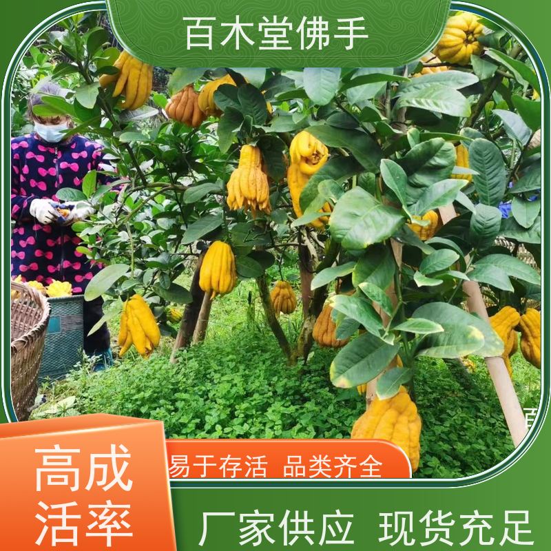 百木堂城市景观绿化树 中药材佛手苗植株茂密 美丽多姿