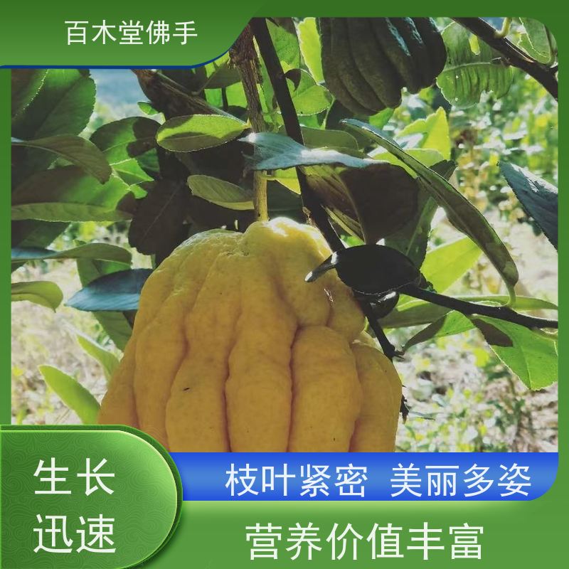 百木堂园林景区栽植玄胡种植适用性强 生长迅速