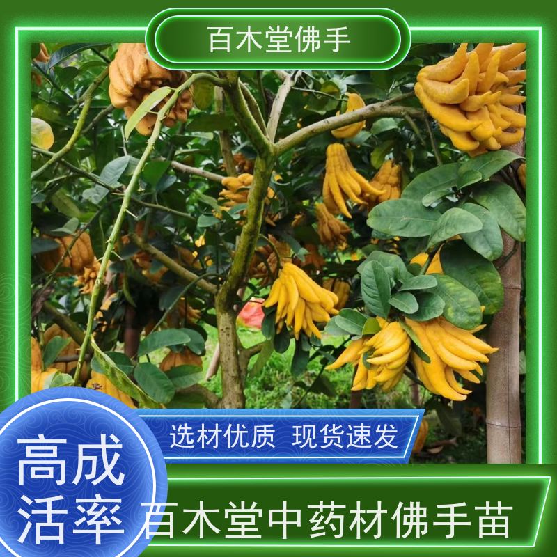 百木堂种苗基地直供良种佛手苗适用性强 用途广泛