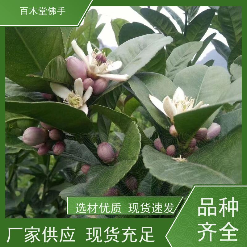 百木堂种苗基地直供中药材佛手苗种植树形丰富 附加值高