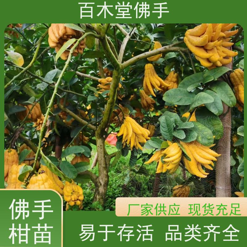 百木堂城市景观绿化树 中药材佛手种植易成活规格齐全