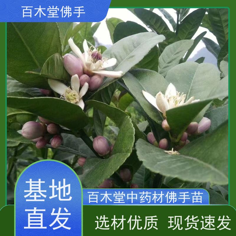 百木堂城市景观绿化树 中药材种植易成活用途广泛