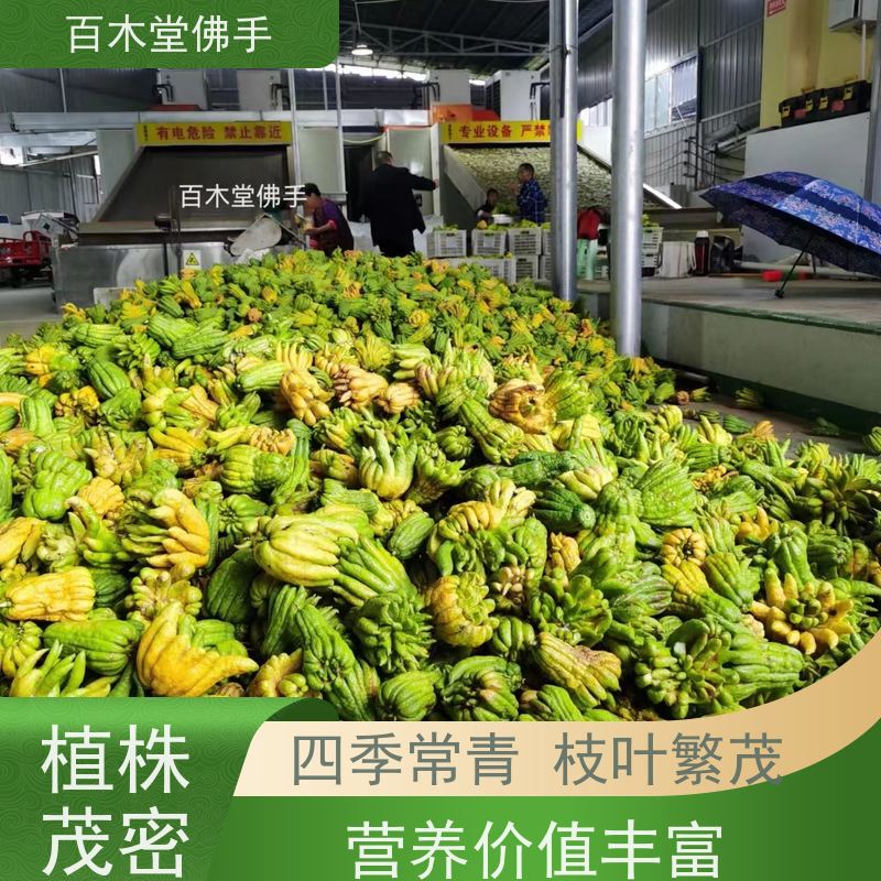 百木堂园林景区栽植良种佛手苗造型优美 生长迅速