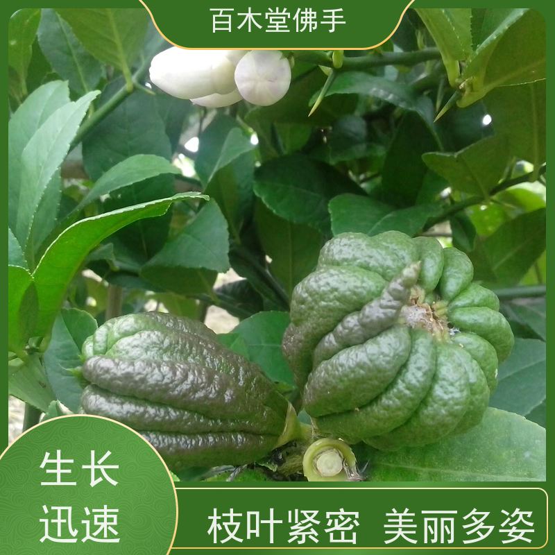 百木堂城市景观绿化树 黄精种植观赏植物 规格齐全