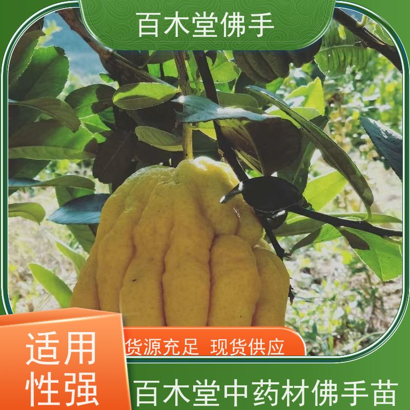 百木堂园林景区栽植中药材种植观赏植物 用途广泛